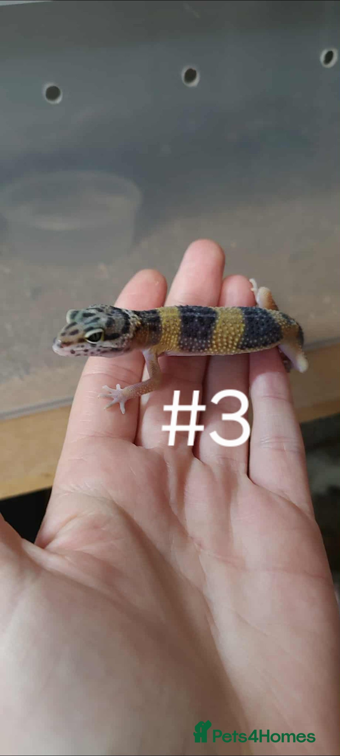 Leopard Gecko reptiles for sale: Leopard Gecko Babies - Image 3