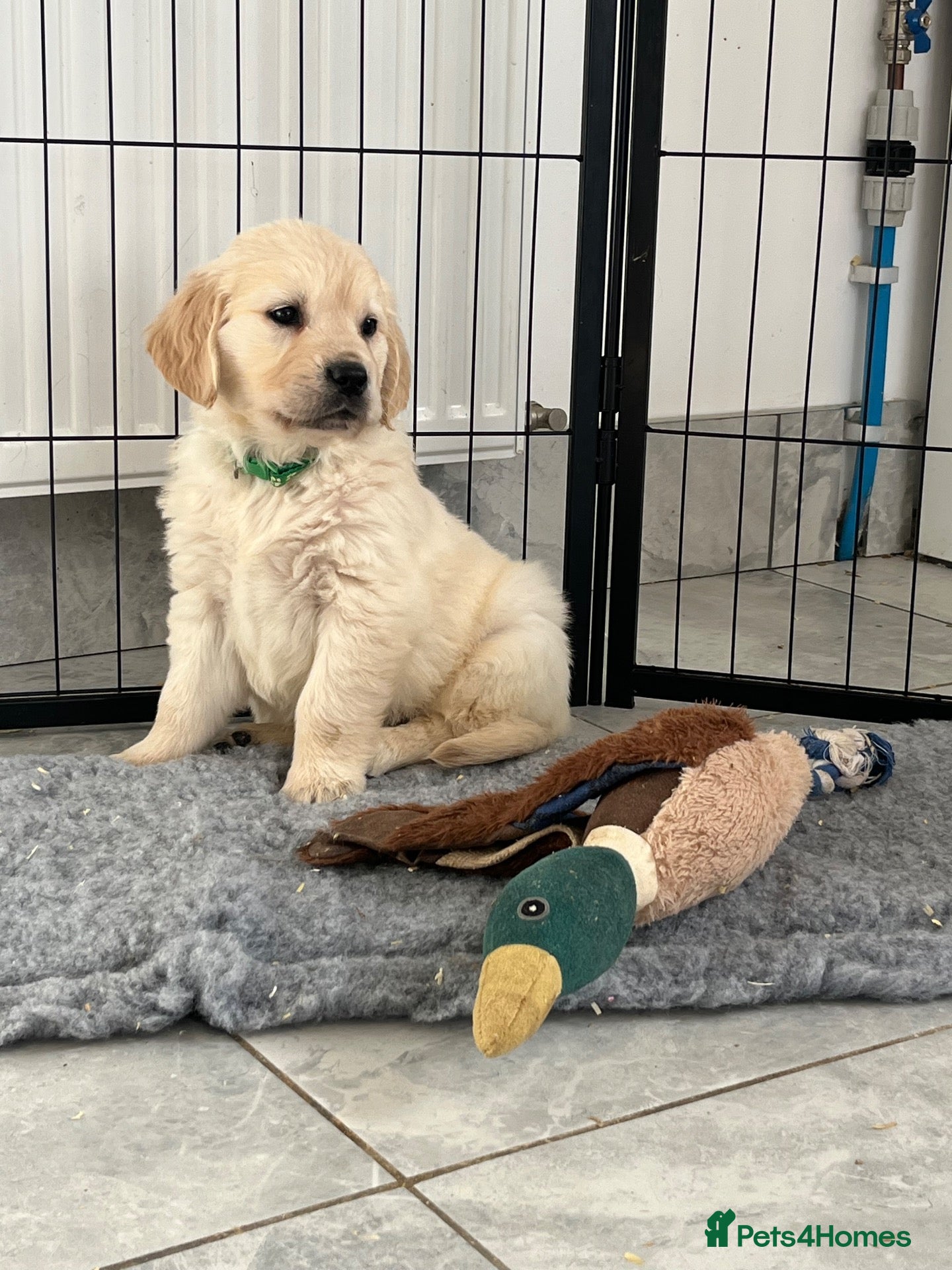 Golden Retriever dogs for sale: Kc registered Fully health tested parents  - Advert 1
