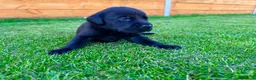 Labrador Retriever dogs for sale: KC Registered Labrador Babies 🐾🐾🐾 - Advert 15