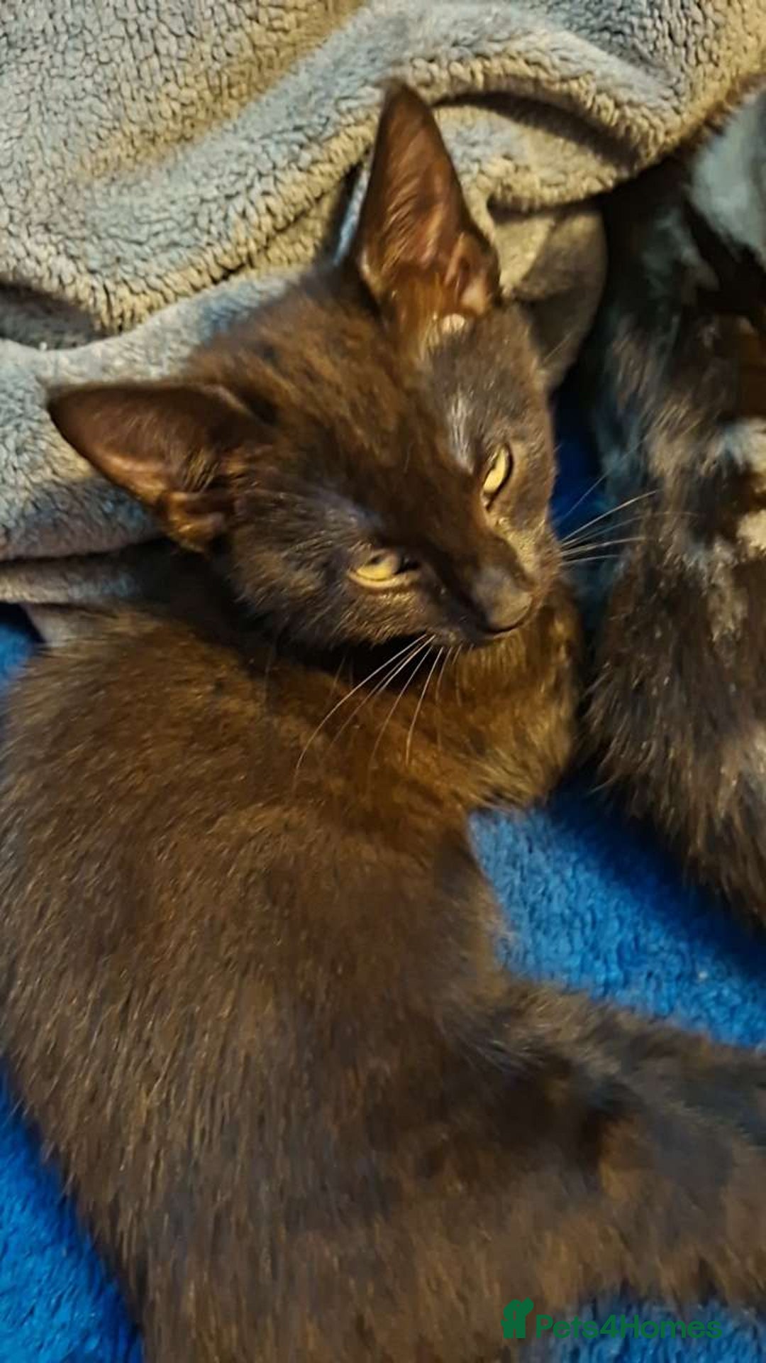 Domestic Shorthair cats for sale: 1 black female kitten for sale  - Advert 2