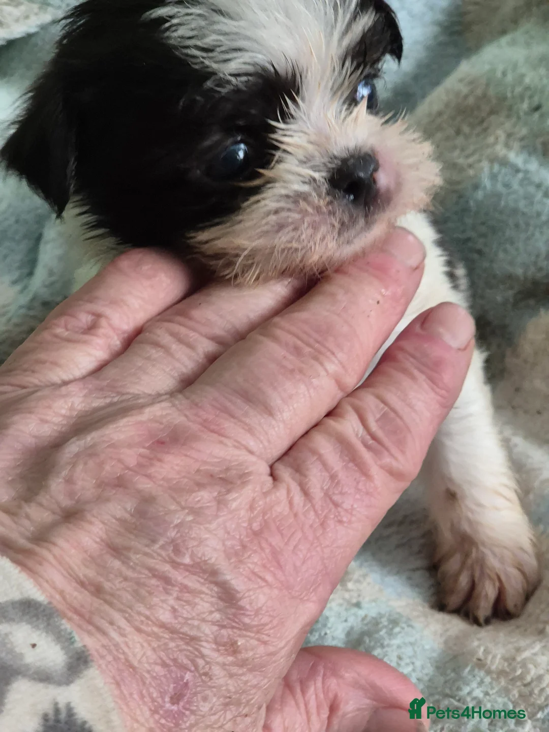 Malshi dogs for sale: I have 1 boy left  - Advert 3