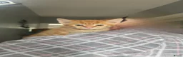 Mixed Breed cats for sale: Beautiful tabby cross kittens for sale  - Advert 4