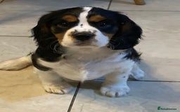 Cavalier King Charles Spaniel dogs for sale: Beautiful cavaliers  - Advert 13