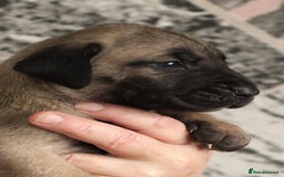 Presa Canario dogs for sale: Presa Canario pups  - Image 4