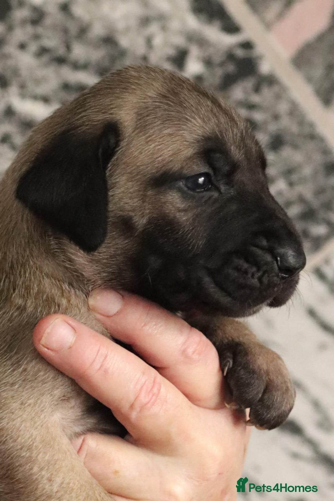 Presa Canario dogs for sale: Presa Canario pups  - Image 4