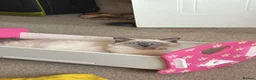 Ragdoll cats for sale: Ragdoll girl - Advert 4