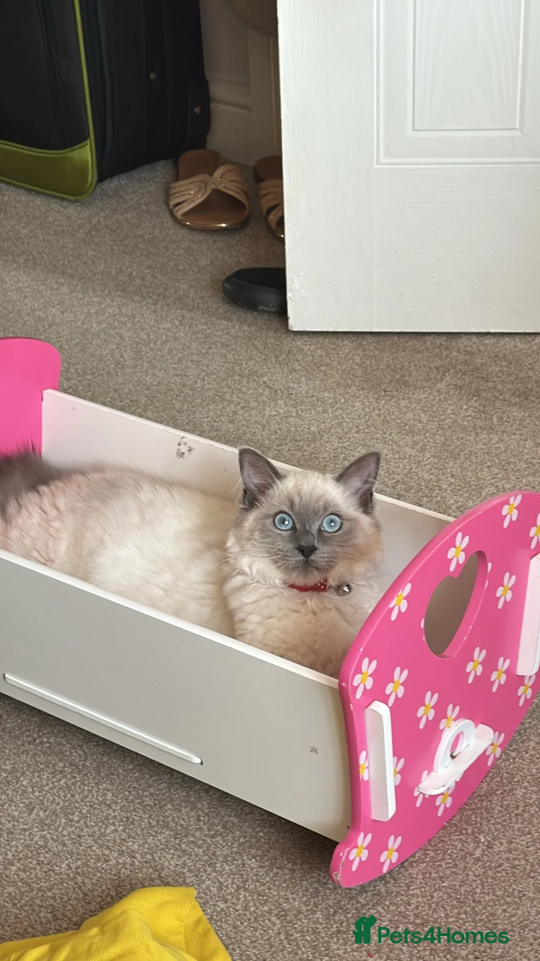 Ragdoll cats for sale: Ragdoll girl - Advert 4