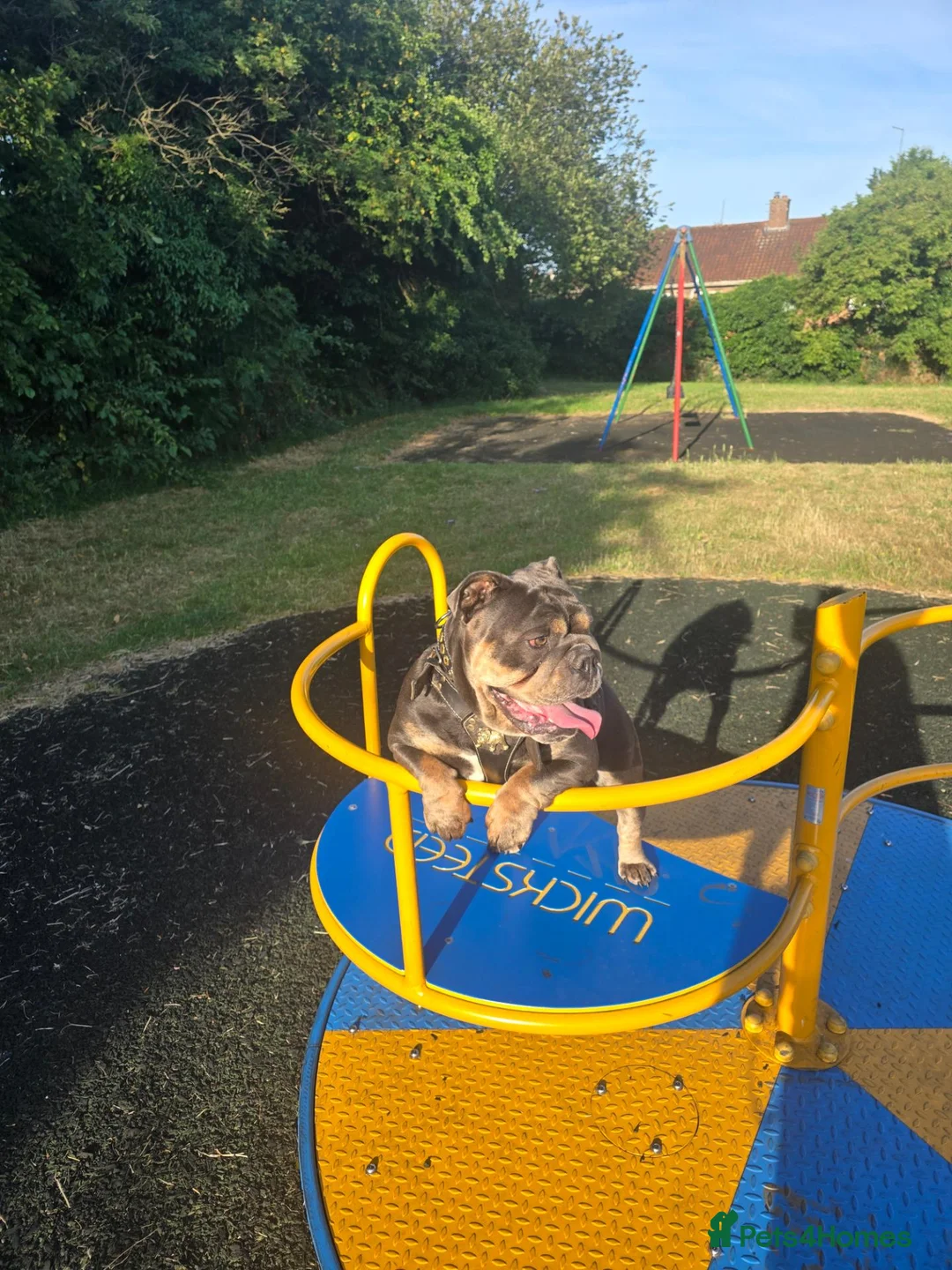 Olde English Bulldogge dogs for sale: Old english bulldog  - Advert 2