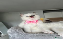 Ragdoll cats for sale: Registered Ragdoll kittens LAST GIRL HCM/PKD clear - Image 15
