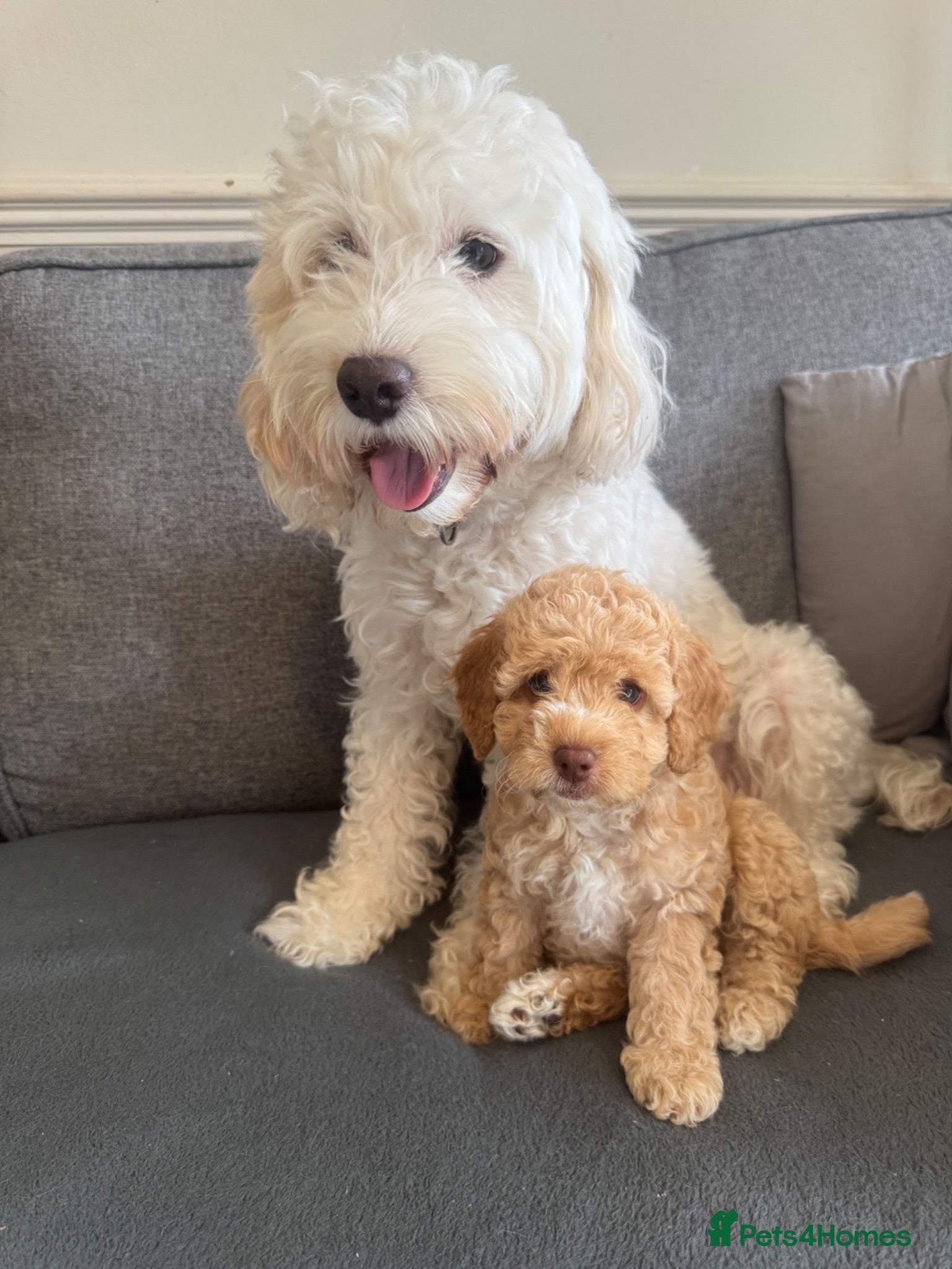 Cockapoo dogs 1 Beautiful girl F2b Cockapoo puppy  - Advert 1
