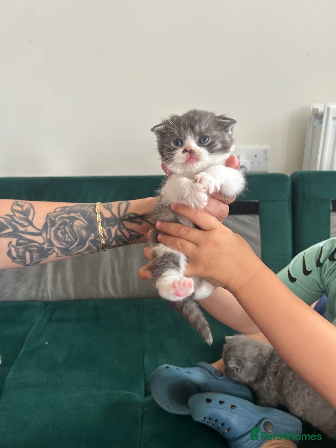 Scottish Fold cats for sale: For sale Scottish fold kitties  - Image 7