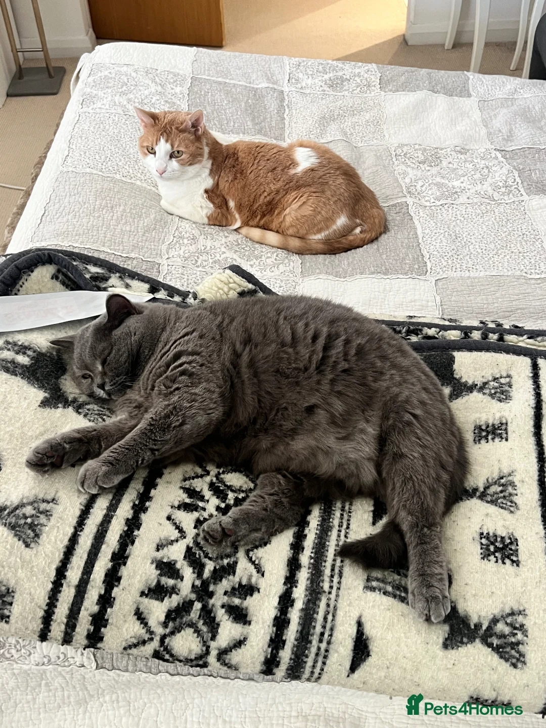 British Shorthair cats for sale: Charming British Shorthair with a Big Personality - Advert 5