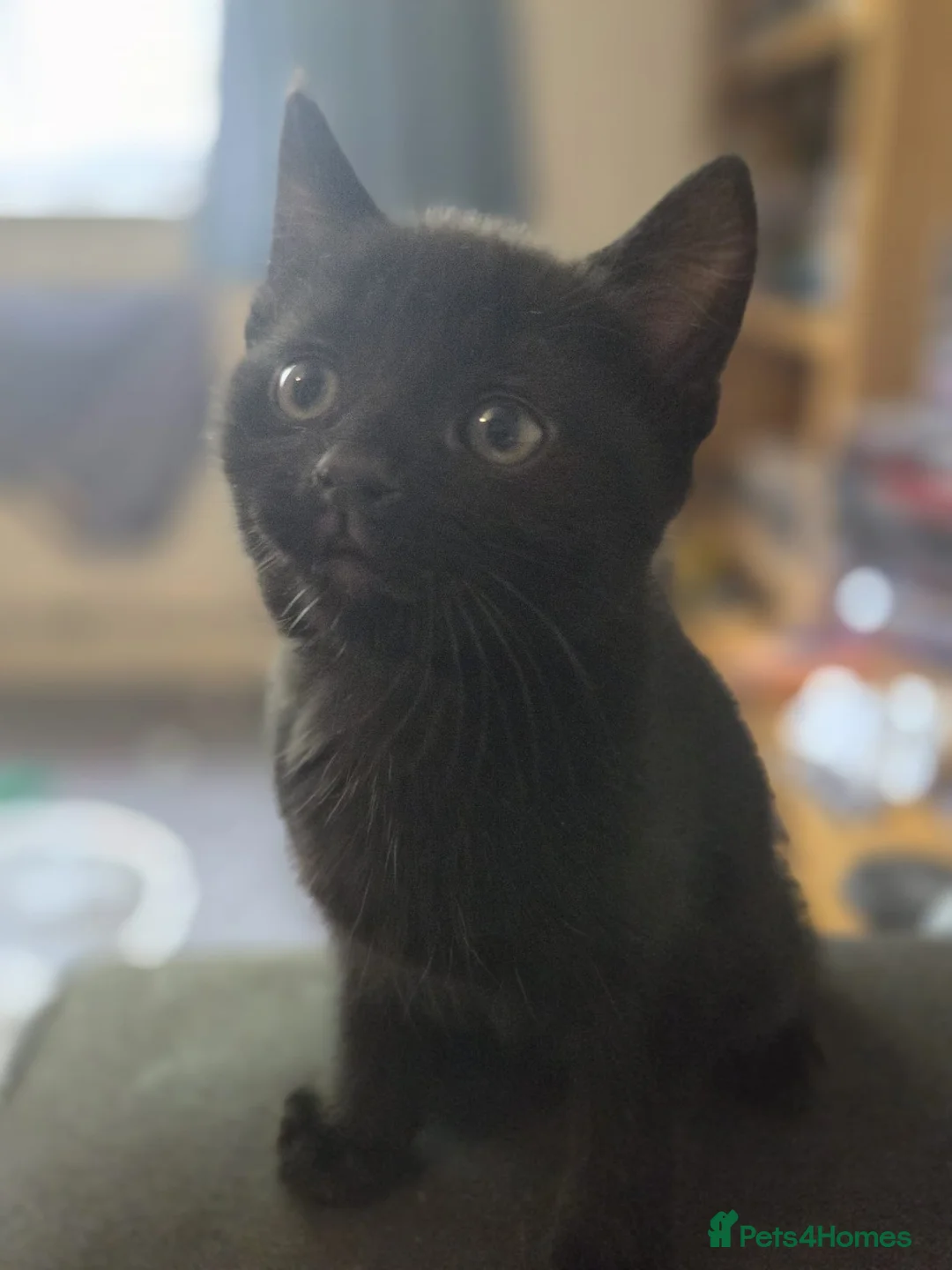 Mixed Breed cats for sale: 3 adorable kittens looking for their forever homes - Advert 23