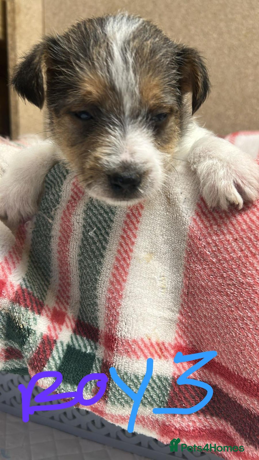 Jack Russell dogs for sale: JACK RUSSELL looking for there forever 🏠  - Advert 5