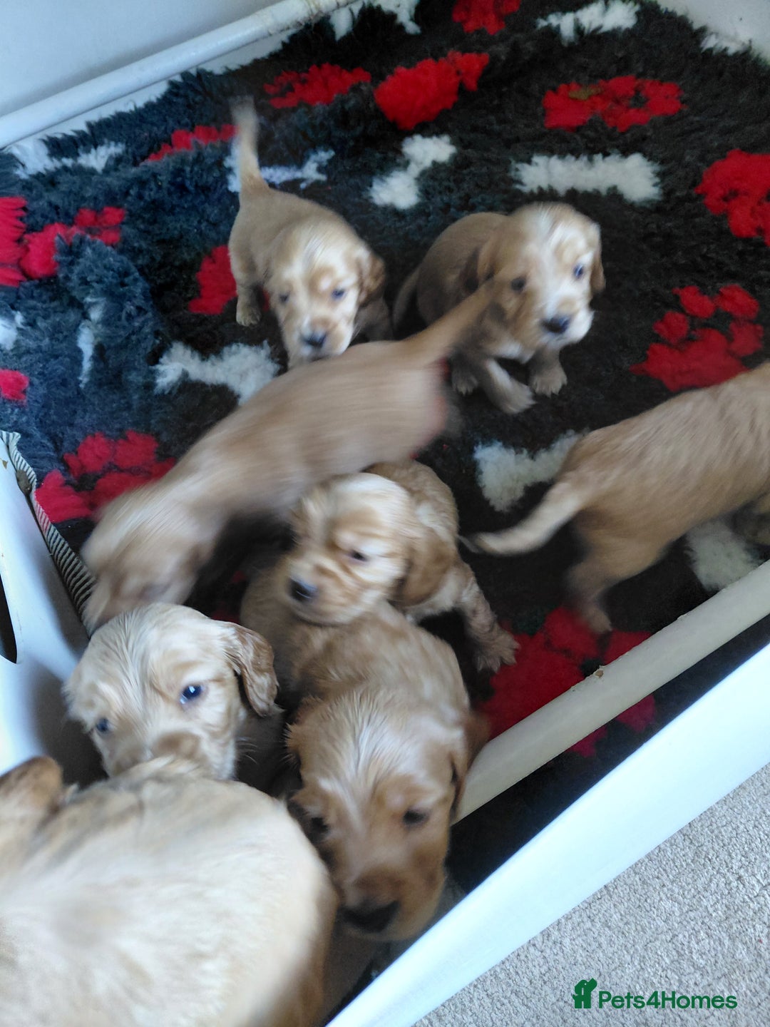 Cocker Spaniel dogs for sale: KC Golden Show Spaniels - Image 4