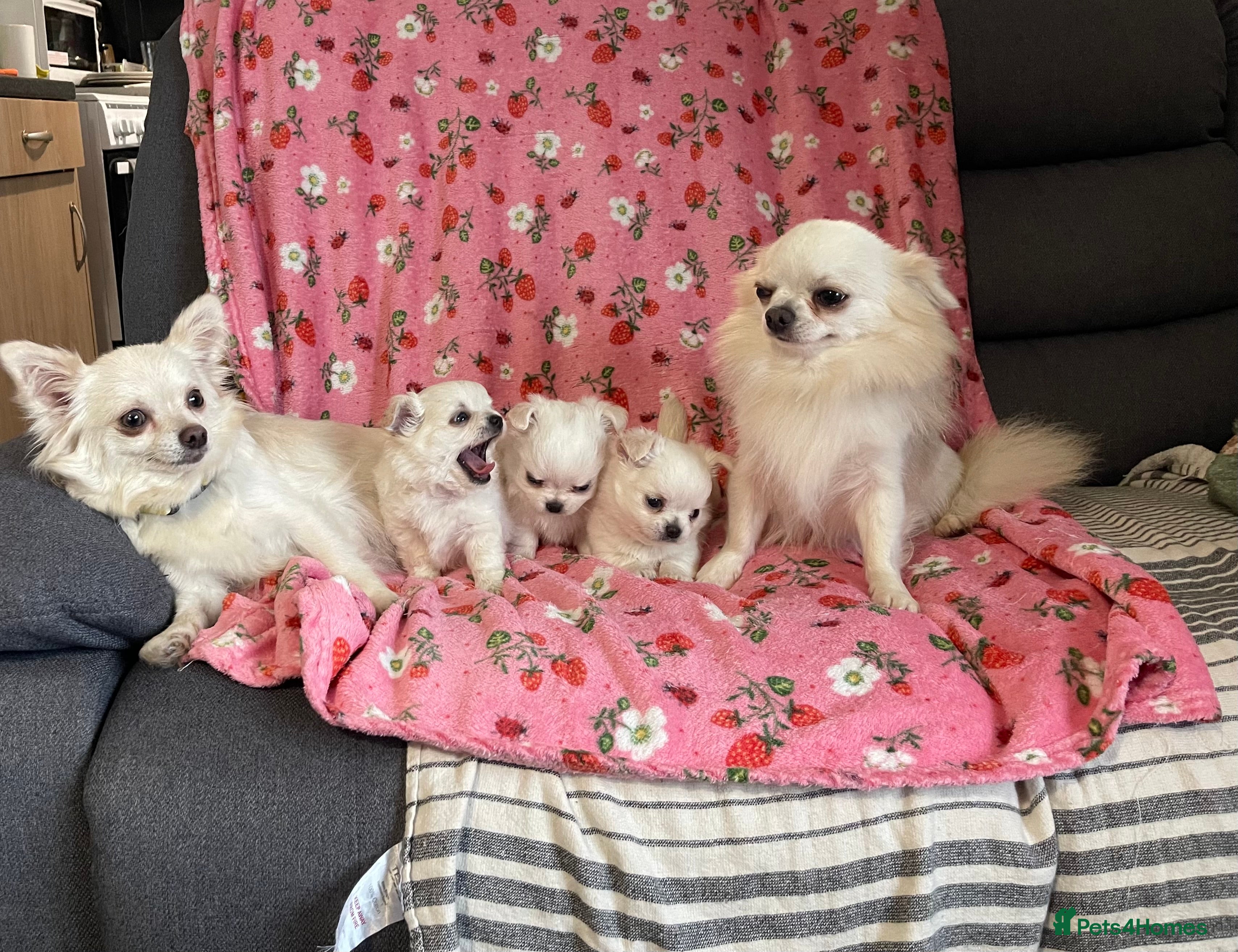 Chihuahua dogs White long coat Chihauhau Pups - Advert 6