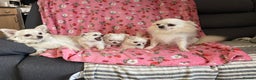Chihuahua dogs for sale: White long coat Chihauhau Pups - Advert 1