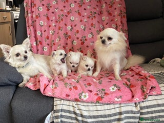 Chihuahua dogs - Advert 21