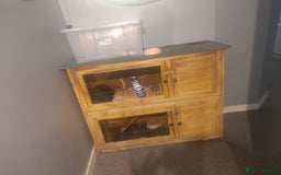 Mixed Breed rabbits for sale: 2 girls comes with everything  - Advert 9