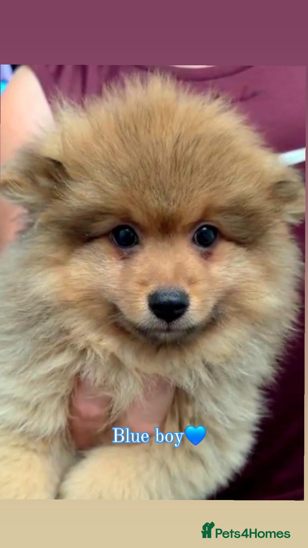 Pomeranian dogs 🐾 Pomeranian Puppies only one boy left🐾❤️ - Advert 1