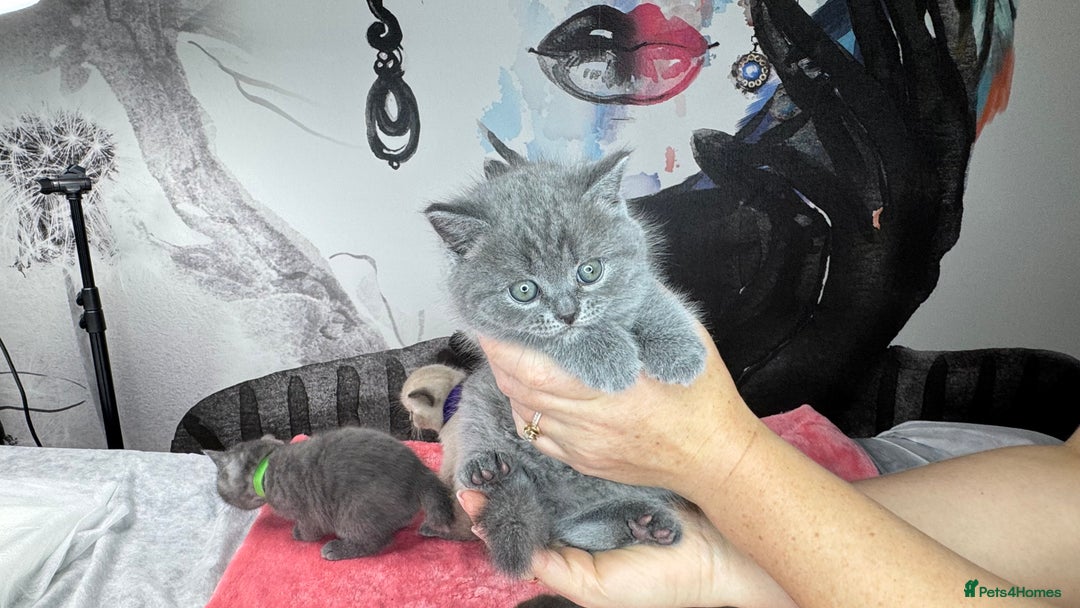 British Shorthair cats for sale: Adorable British blue Shorthair Kittens  - Image 13