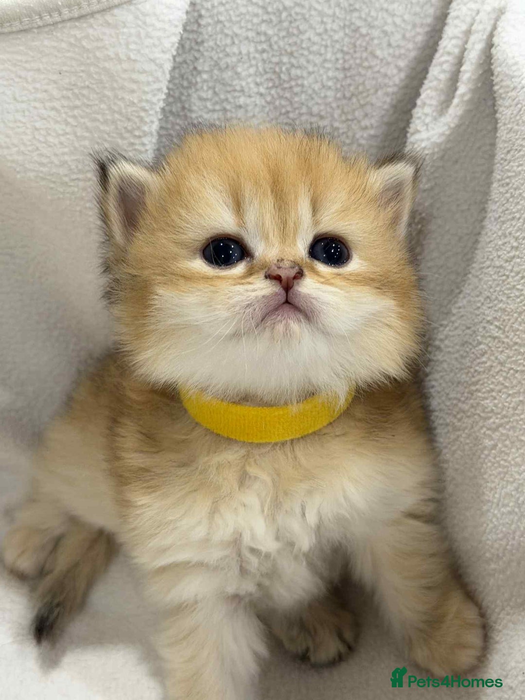 British Longhair cats for sale: ⭐️STUNNING GOLDEN BRITISH LONGHAIR TICA KITTENS⭐️ - Advert 17