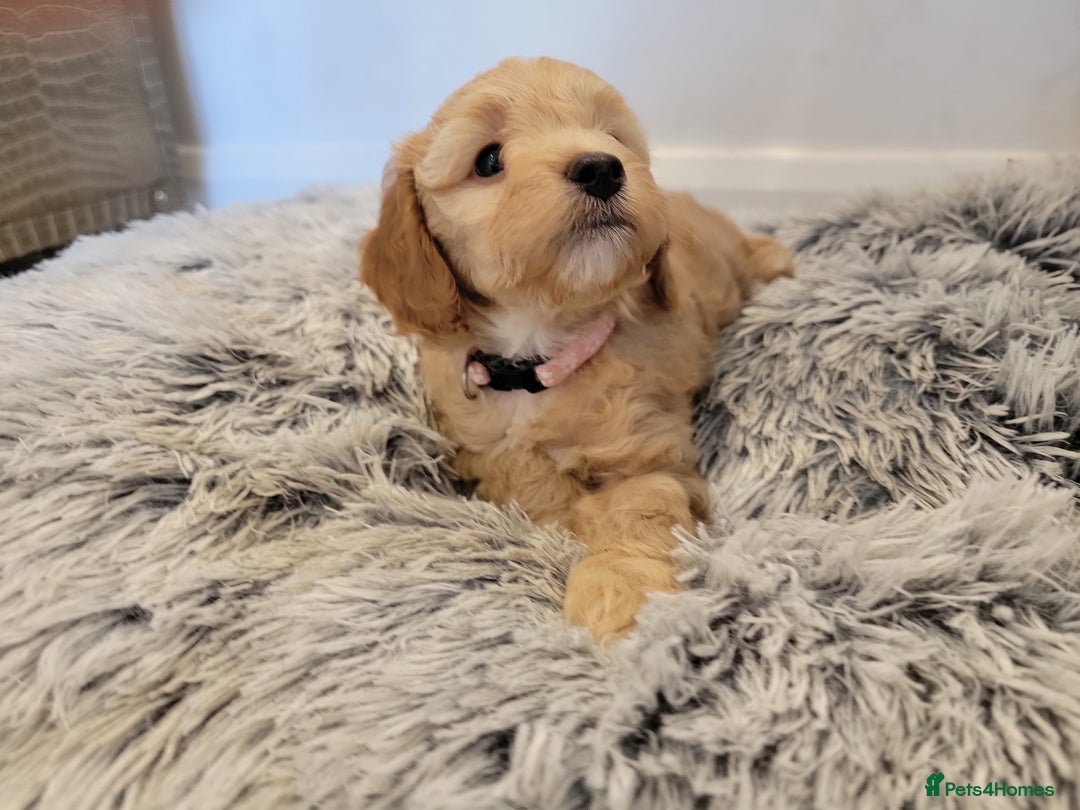 Maltipoo dogs for sale: F1b Maltipoo (Ready to leave now)   - Image 11