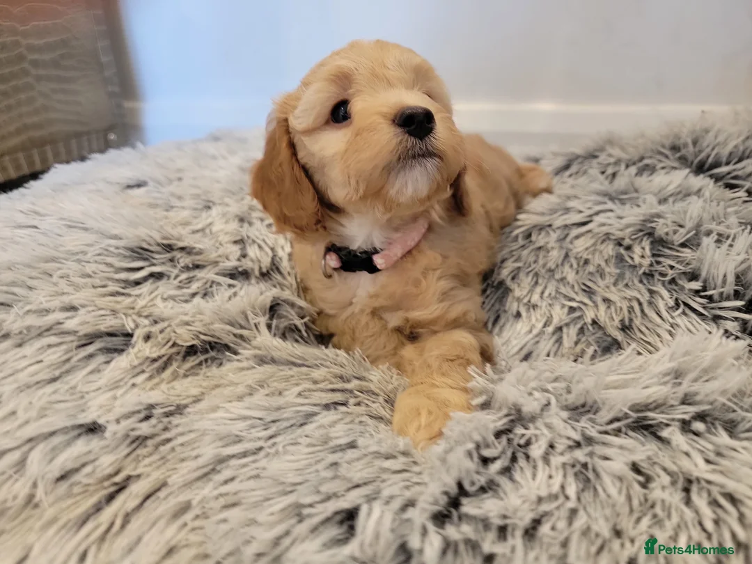 Maltipoo dogs for sale: F1b Maltipoo.   Ready to leave now  - Advert 15