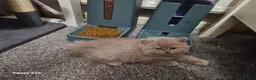 British Shorthair cats for sale:  *READY TO GO* beautiful British shorthair/ long - Advert 15