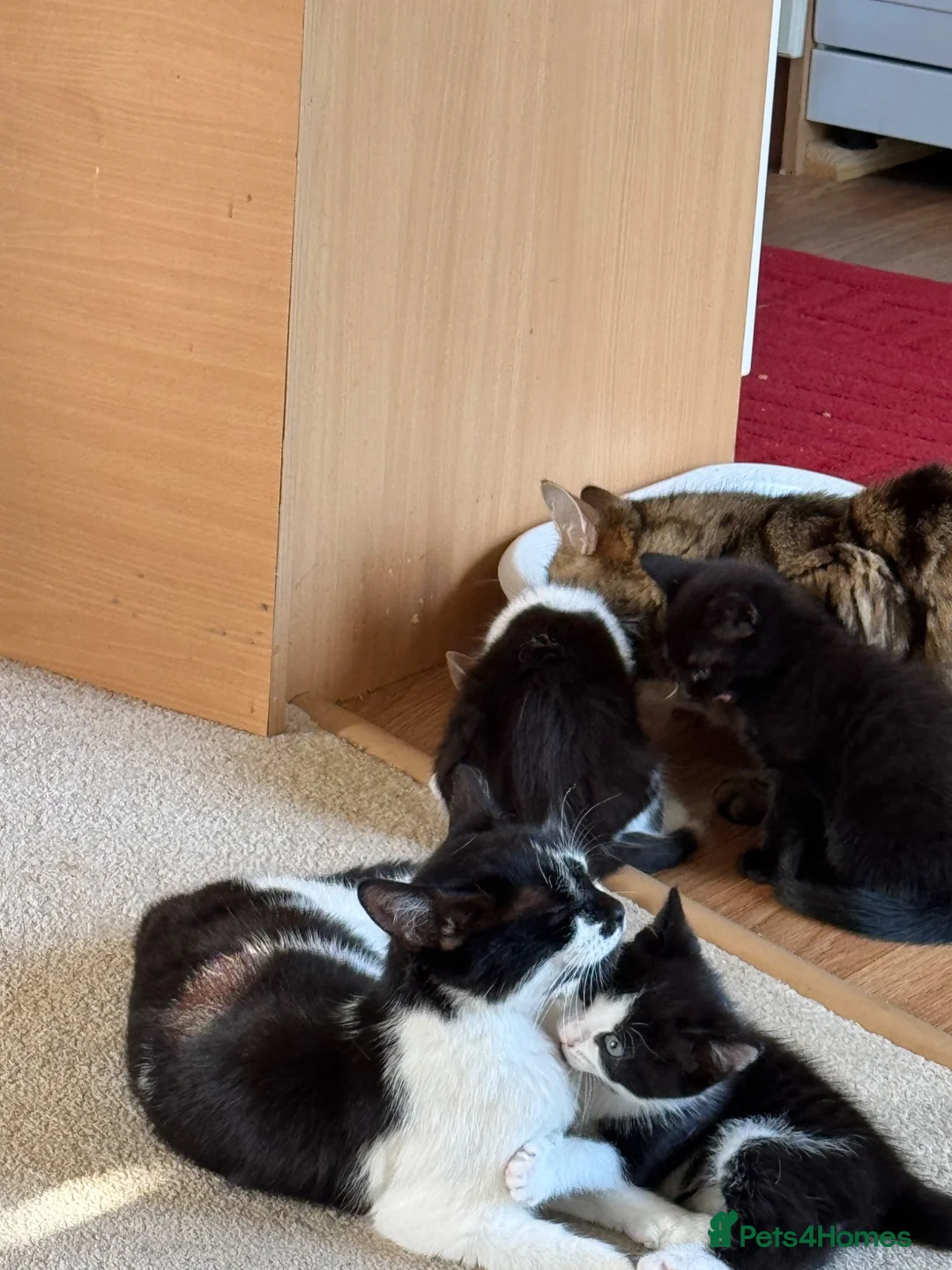 Mixed Breed cats for sale: Beautiful,cute,platoul,full of energy in Maidstone - Advert 2
