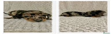 Miniature Dachshund Puppy 5