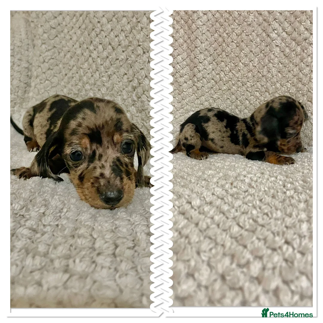 Miniature Dachshund dogs for sale: Miniature dachshund  - Advert 4