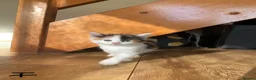 European cats for sale: three girl kittens and two boy kittens - Advert 6