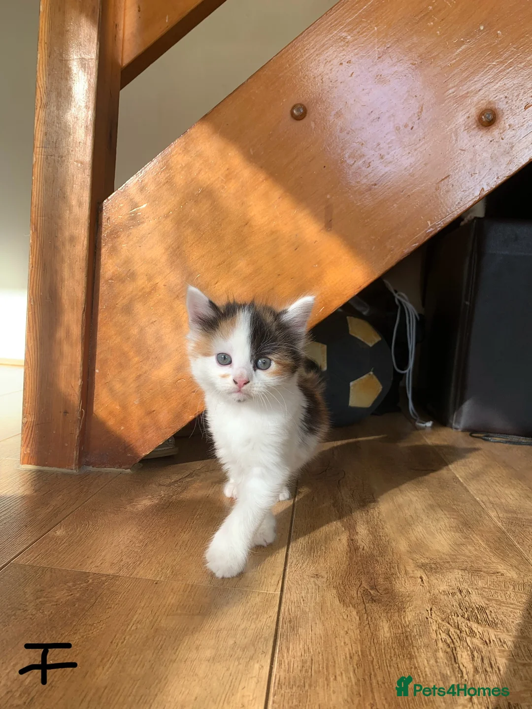 European cats for sale: three girl kittens and two boy kittens - Advert 6