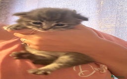 Ragdoll cats for sale: Ragdoll cross Norwegian forest cat - Image 4