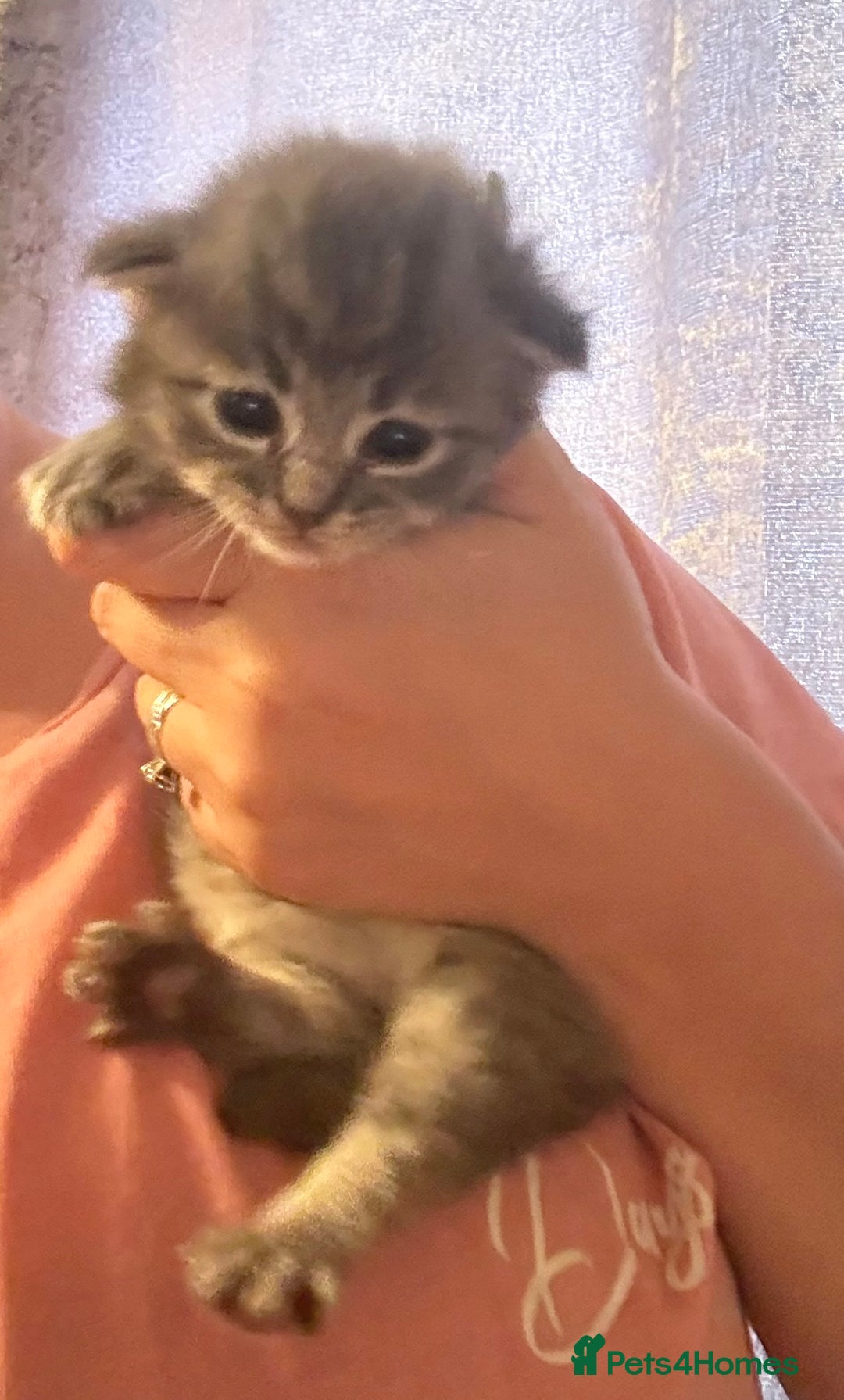 Ragdoll cats for sale: Ragdoll cross Norwegian forest cat - Image 4
