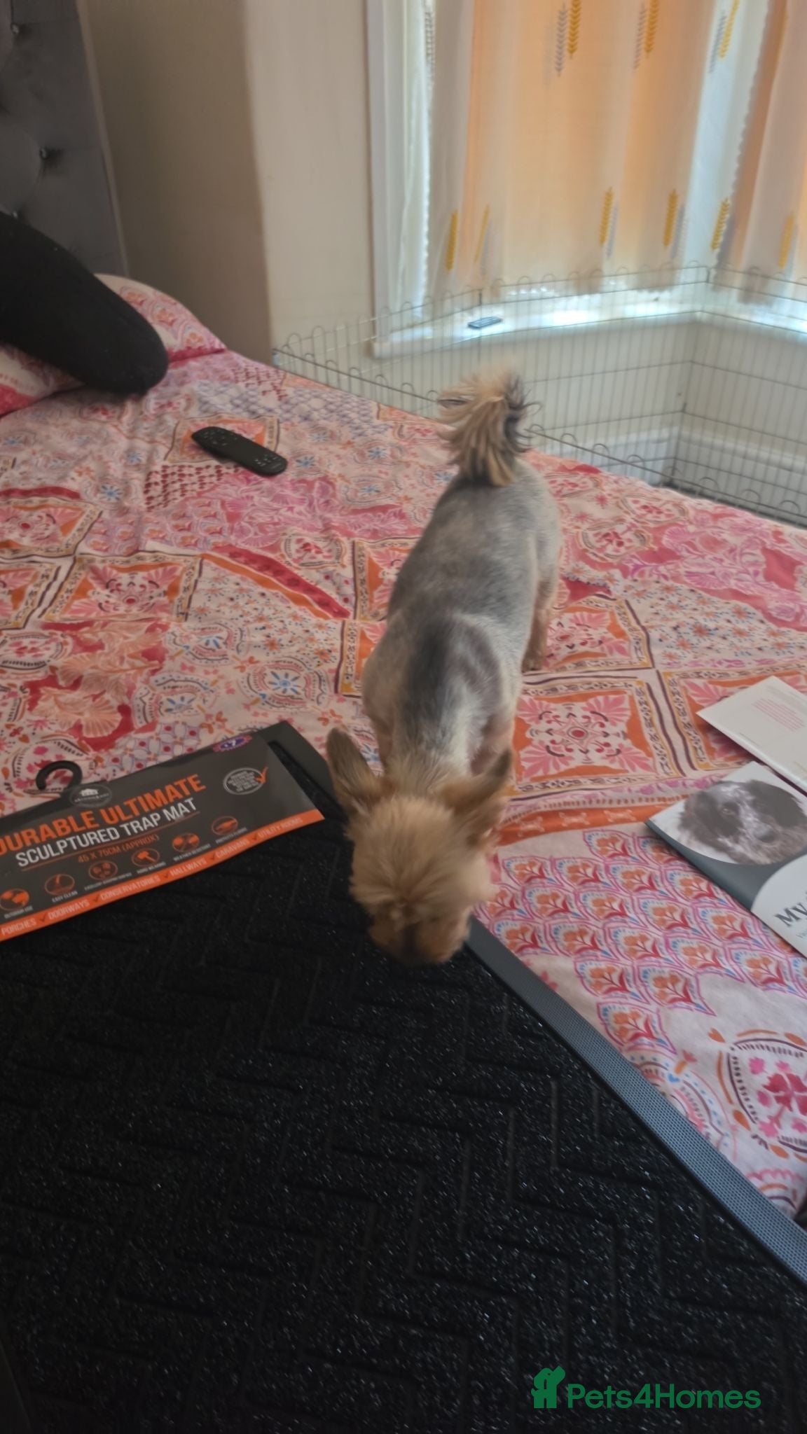 Yorkshire Terrier dogs Yorkshire Terrier puppies  - Advert 12