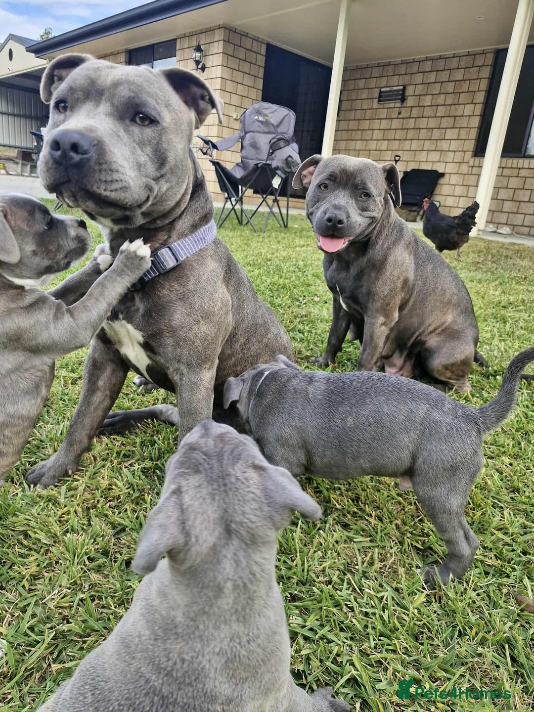 Staffordshire Bull Terrier dogs for sale:  Staffordshire Bull Terrier puppies for sale - Advert 4