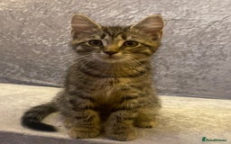 Mixed Breed cats for sale: 4 month old male kitten ready to leave - Image 4
