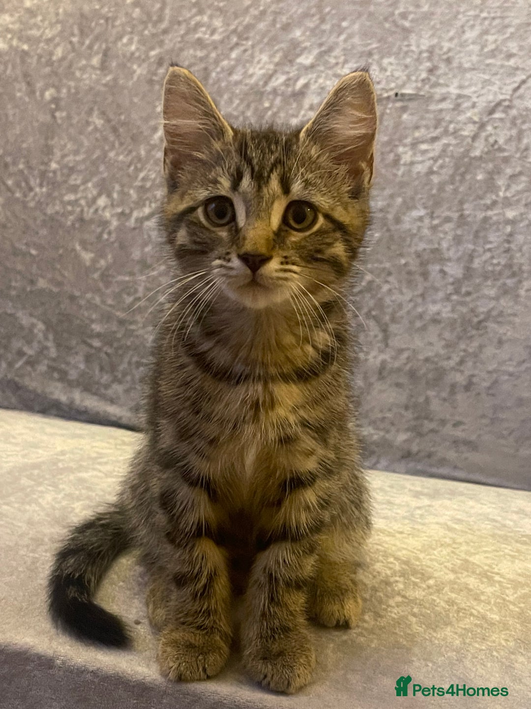 Mixed Breed cats for sale: 4 month old male kitten ready to leave - Image 4