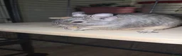 Rat rodents for sale: 2 female degus - Advert 3