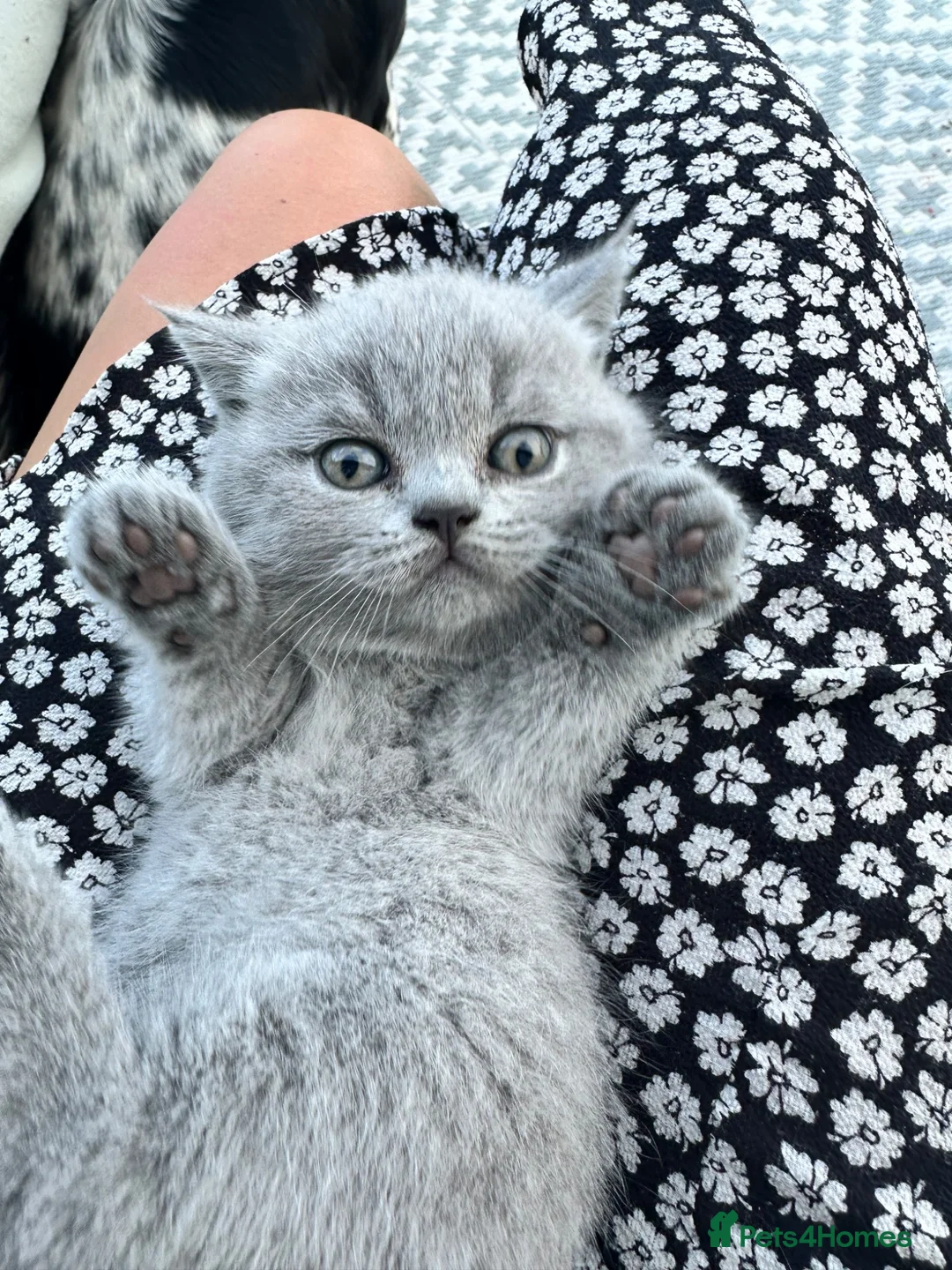 British Shorthair cats for sale: Friendly pure bred British Shorthair Kittens - Advert 1