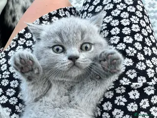 British Shorthair cats Friendly pure bred British Shorthair Kittens - Advert 4