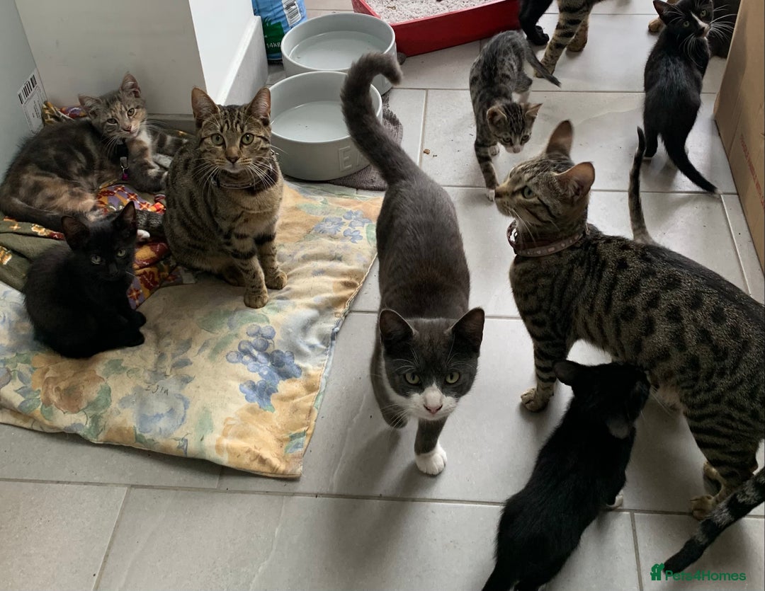 Bengal cats for sale: Bengal cross kittens - Image 5