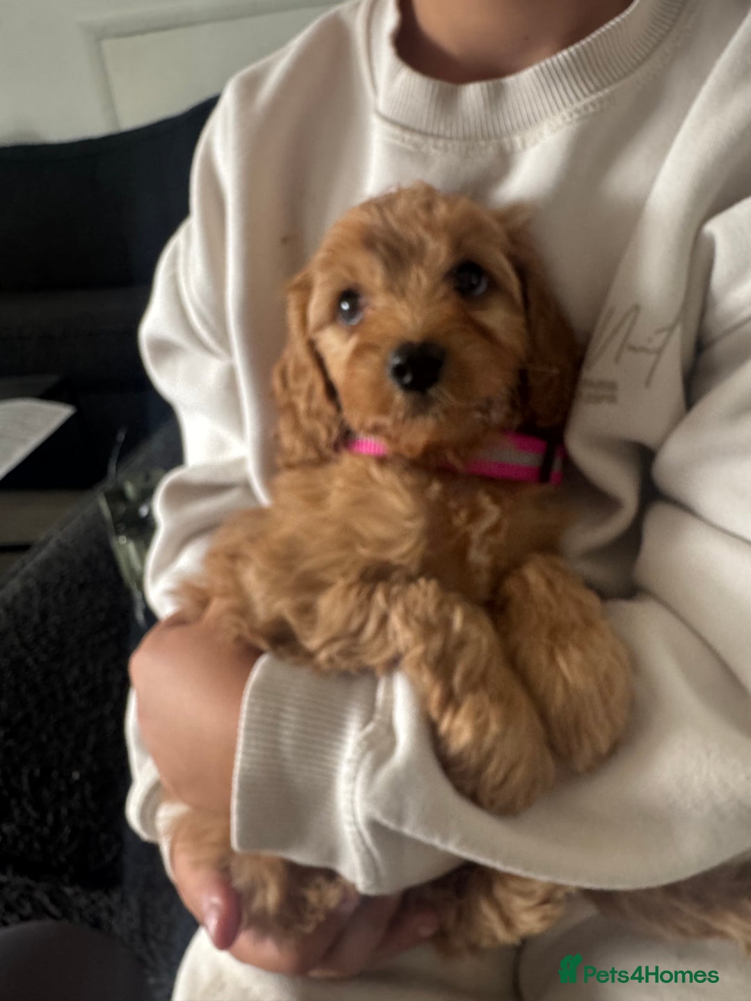 Cavapoo dogs for sale: Cavapoo puppies  - Image 12