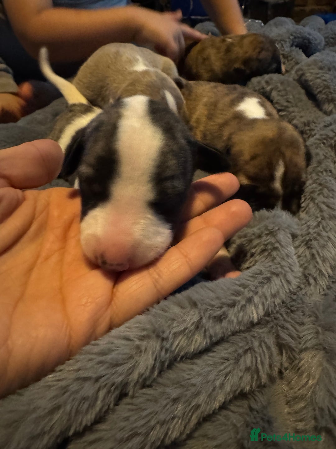 Whippet dogs for sale: Stunning whippets  - Image 8