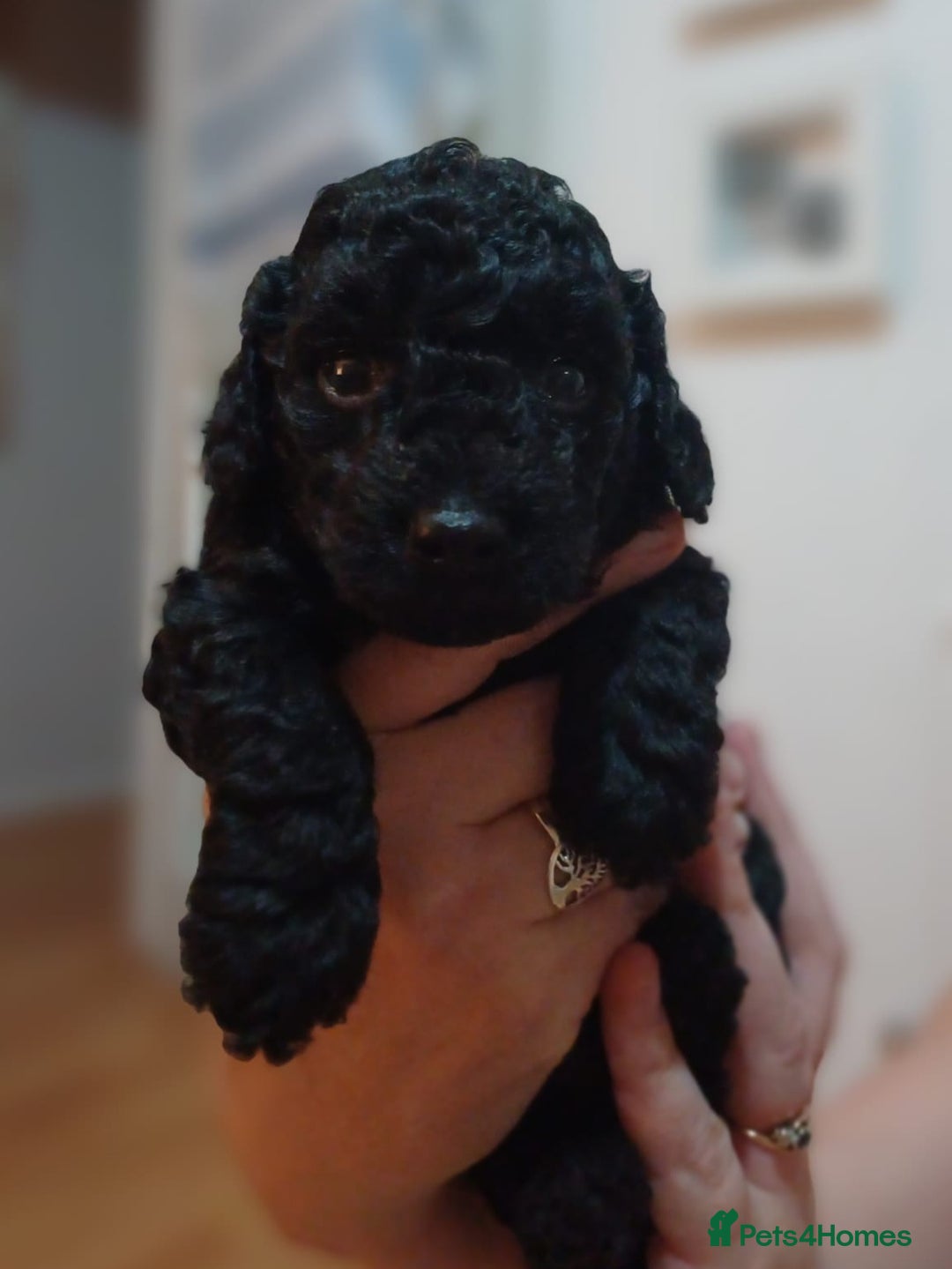 Jackapoo dogs for sale: Jackapoo x Asian toy poodle F1B - Image 18