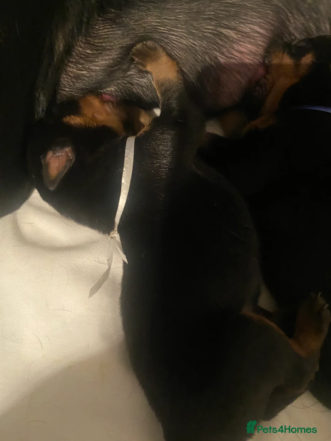 Rottweiler dogs for sale: Germany and America Rottweiler mix - Advert 10