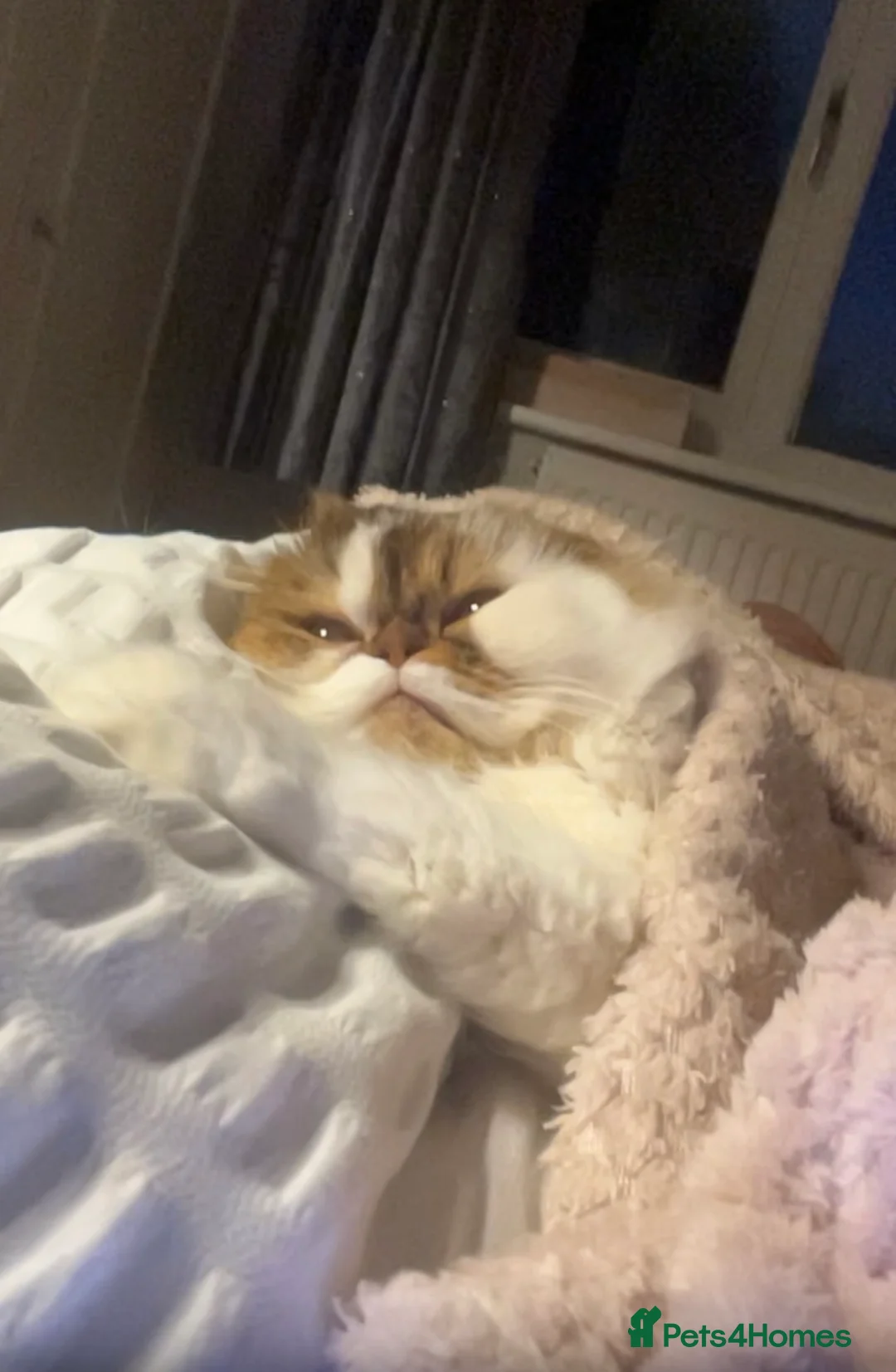 Scottish Fold cats for sale: Beautiful Scottish fold.   - Advert 4