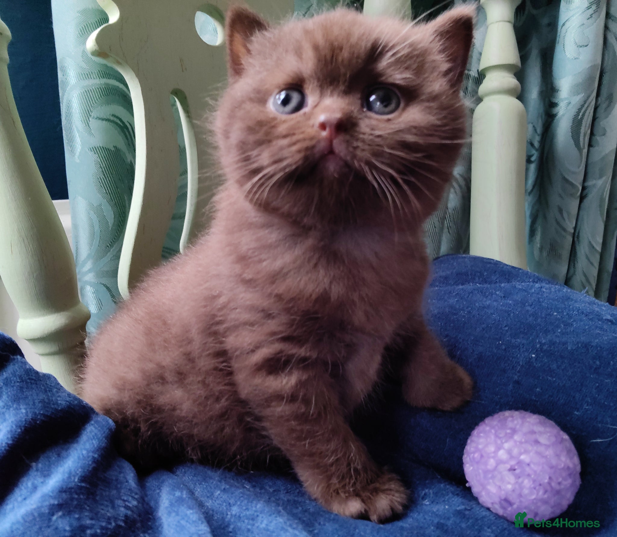 British Shorthair cats Gorgeous chocolate pedigree GCCF reg BSH kittens. - Advert 9
